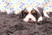 Treasure, a female Cavalier King Charles Spaniel for sale in Weaubleau, MO – 7 of 8