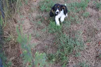Frida, a female Basset Hound for sale in Weaubleau, MO – 6 of 10