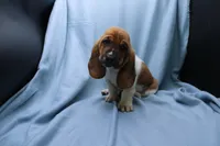 Freyja, a female Basset Hound for sale in Weaubleau, MO – 5 of 6