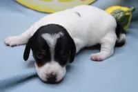 Eliza, a female Miniature Dachshund for sale in Weaubleau, MO – 2 of 10