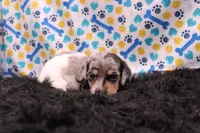 Sagan, a male Miniature Dachshund for sale in Weaubleau, MO – 4 of 9