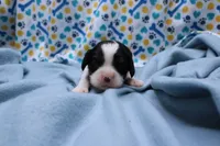 Treasure, a female Cavalier King Charles Spaniel for sale in Weaubleau, MO – 2 of 8