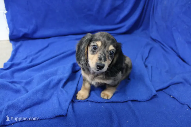 Sully – Miniature Dachshund puppy for sale in Weaubleau, MO