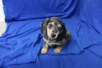 Sully, a male Miniature Dachshund for sale in Weaubleau, MO – 1 of 10