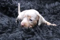 Quorra, a male Miniature Dachshund for sale in Weaubleau, MO – 4 of 4