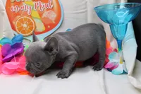 Cedric, a male French Bulldog for sale in Weaubleau, MO – 9 of 9