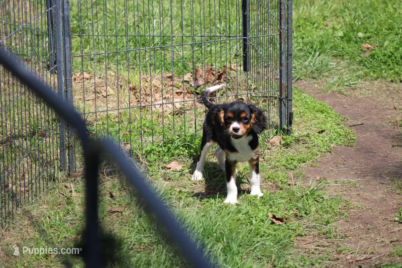 Steven – Cavalier King Charles Spaniel puppy for sale in Weaubleau, MO