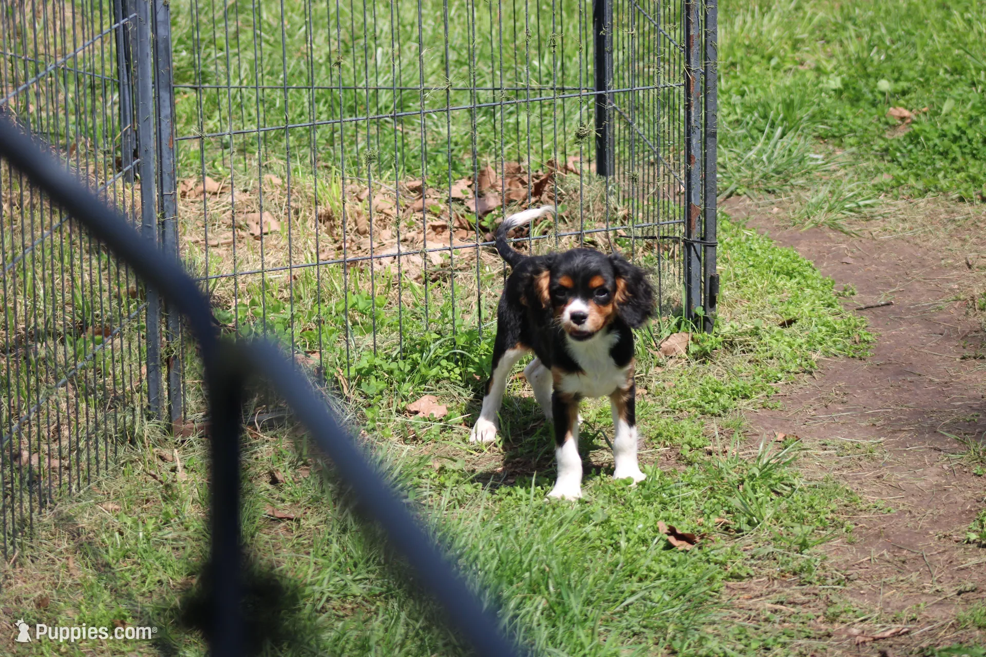 Steven, a male Cavalier King Charles Spaniel for sale in Weaubleau, MO – Photo 1 of 10