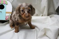 Khloe, a female Miniature Dachshund for sale in Weaubleau, MO – 6 of 10