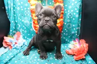 Cade, a male French Bulldog for sale in Weaubleau, MO – 1 of 10