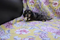 Sully, a male Miniature Dachshund for sale in Weaubleau, MO – 6 of 10