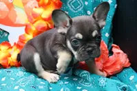 Ned, a male French Bulldog for sale in Weaubleau, MO – 2 of 9