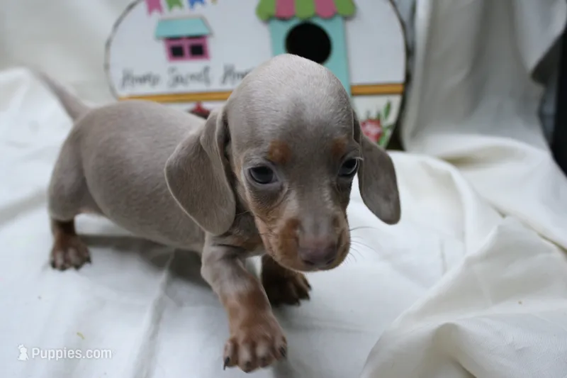 Polly – Miniature Dachshund puppy for sale in Weaubleau, MO