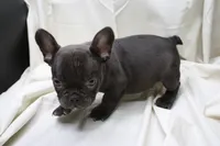 Cade, a male French Bulldog for sale in Weaubleau, MO – 5 of 10