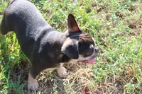 Ned, a male French Bulldog for sale in Weaubleau, MO – 8 of 9