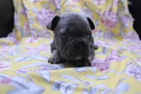 Phil, a male French Bulldog for sale in Weaubleau, MO – 1 of 10