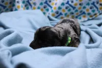Sparrow, a male Miniature Dachshund for sale in Weaubleau, MO – 2 of 9