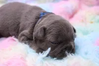Phil, a male French Bulldog for sale in Weaubleau, MO – 10 of 10