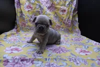 Peyton, a male French Bulldog for sale in Weaubleau, MO – 5 of 10