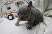 Roxi, a female French Bulldog for sale in Weaubleau, MO – 3 of 5