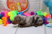 Kiari, a female Miniature Dachshund for sale in Weaubleau, MO – 9 of 10