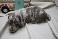 Skipper, a male Miniature Dachshund for sale in Weaubleau, MO – 4 of 10