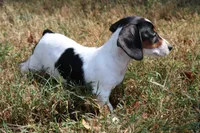 Eliza, a female Miniature Dachshund for sale in Weaubleau, MO – 7 of 10