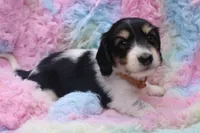 Syed, a male Miniature Dachshund for sale in Weaubleau, MO – 4 of 10