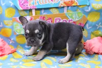 Ned, a male French Bulldog for sale in Weaubleau, MO – 8 of 9