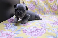 Phil, a male French Bulldog for sale in Weaubleau, MO – 6 of 10
