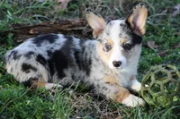 Liberty, a female Pembroke Welsh Corgi for sale in Weaubleau, MO – Photo 4 of 9