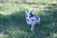 Liberty, a female Pembroke Welsh Corgi for sale in Weaubleau, MO – Photo 5 of 9