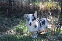 Liberty, a female Pembroke Welsh Corgi for sale in Weaubleau, MO – Photo 7 of 9