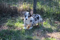 Liberty, a female Pembroke Welsh Corgi for sale in Weaubleau, MO – Photo 8 of 9