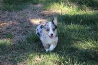 Liberty, a female Pembroke Welsh Corgi for sale in Weaubleau, MO – Photo 6 of 9