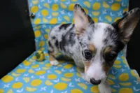 Liberty, a female Pembroke Welsh Corgi for sale in Weaubleau, MO – Photo 9 of 9