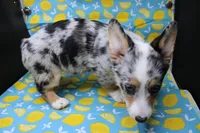 Liberty, a female Pembroke Welsh Corgi for sale in Weaubleau, MO – Photo 3 of 9