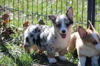 Liberty, a female Pembroke Welsh Corgi for sale in Weaubleau, MO – Photo 2 of 9