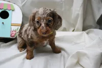 Khloe, a female Miniature Dachshund for sale in Weaubleau, MO – 2 of 10