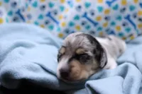 Sagan, a male Miniature Dachshund for sale in Weaubleau, MO – 2 of 9
