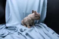 Peyton, a male French Bulldog for sale in Weaubleau, MO – 9 of 10