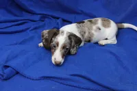 Eli, a male Miniature Dachshund for sale in Weaubleau, MO – 8 of 10