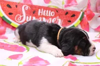 Frida, a female Basset Hound for sale in Weaubleau, MO – 3 of 8