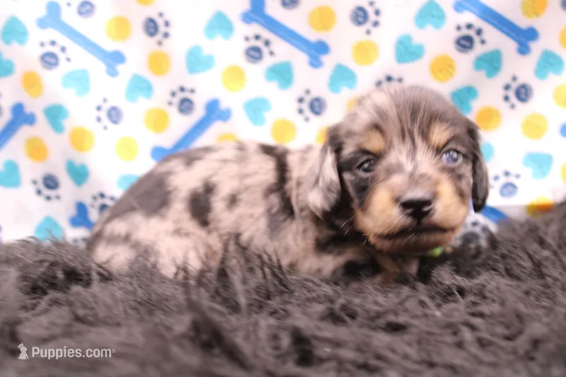Sparrow – Miniature Dachshund puppy for sale in Weaubleau, MO