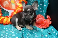 Ned, a male French Bulldog for sale in Weaubleau, MO – 4 of 9