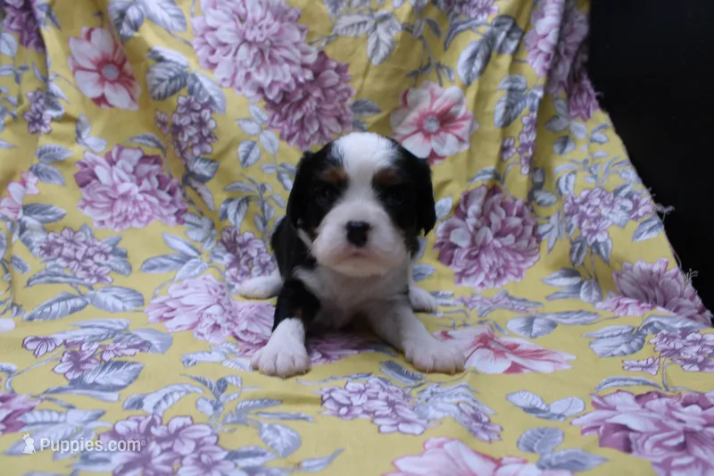 Wisteria – Cavalier King Charles Spaniel puppy for sale in Weaubleau, MO