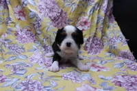 Wisteria, a female Cavalier King Charles Spaniel for sale in Weaubleau, MO – 1 of 4