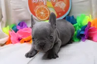 Cedric, a male French Bulldog for sale in Weaubleau, MO – 7 of 9