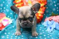 Phineas, a male French Bulldog for sale in Weaubleau, MO – 3 of 6