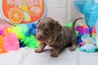 Penny, a female Miniature Dachshund for sale in Weaubleau, MO – 10 of 10